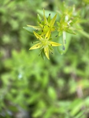 Sedum sarmentosum