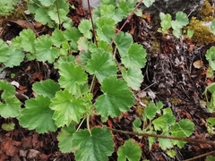 Heuchera mexicana
