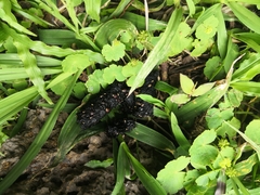 Bassariscus