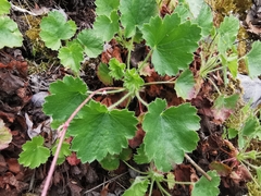 Heuchera mexicana