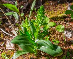 Dactylorhiza viridis virescens