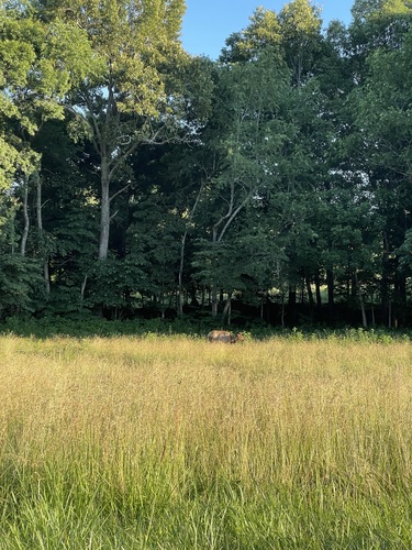 Elk photographed in Kentucky