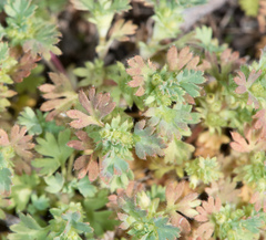 Alchemilla occidentalis