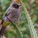 Cape Bulbul - Photo (c) Derek Keats, some rights reserved (CC BY)