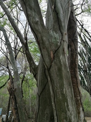 Chloroleucon mangense