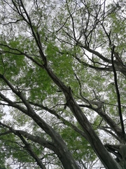 Chloroleucon mangense