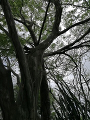 Chloroleucon mangense