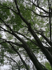 Chloroleucon mangense