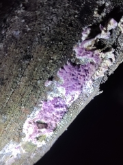 Trichaptum biforme