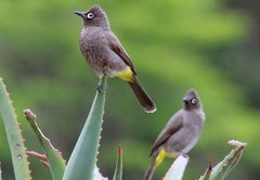 Cape Bulbul photo 2