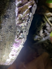 Trichaptum biforme