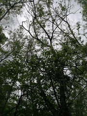 Pereskiopsis kellermanii