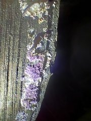 Trichaptum biforme
