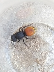 Pseudomethoca brazoria