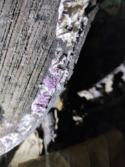 Trichaptum biforme