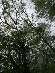 Pereskiopsis kellermanii