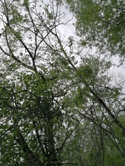 Pereskiopsis kellermanii