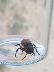 Pseudomethoca brazoria