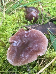 Thaxterogaster submagellanicus