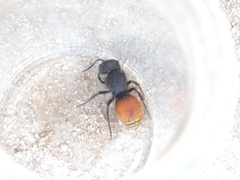 Pseudomethoca brazoria