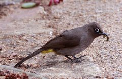 Cape Bulbul photo 3
