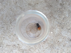 Pseudomethoca brazoria