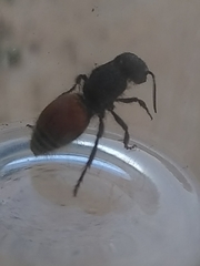 Pseudomethoca brazoria