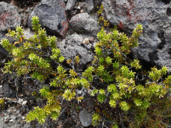 Podocarpus laetus × Podocarpus nivalis