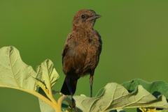 Ant-Eating Chat photo 2