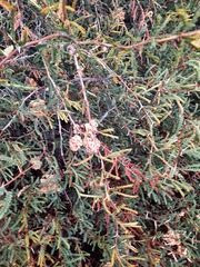 Prosopis burkartii