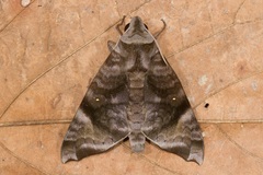 Acosmeryx pseudonaga