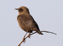 Ant-Eating Chat photo 3
