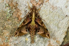 Eupanacra elegantulus