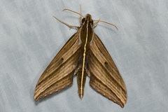 Elibia dolichus