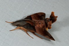 Macroglossum passalus