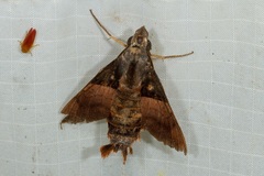 Macroglossum passalus