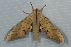 Marumba juvencus