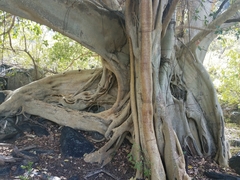 Ficus petiolaris palmeri