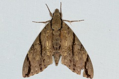 Cerberonoton rubescens