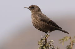 Ant-Eating Chat photo 4