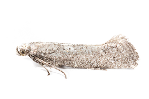 Acrolepiopsis leucoscia