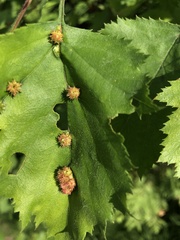 Dasineura crataegibedeguar