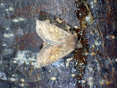 Eupsilia tristigmata