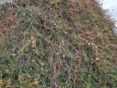 Prosopis burkartii