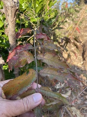 Combretum celastroides