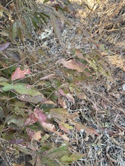 Combretum celastroides