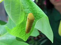 Graphium doson postianus