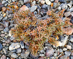 Dracophyllum recurvum