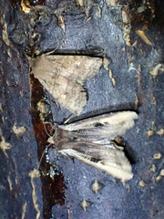 Eupsilia tristigmata