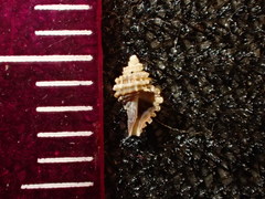 Ocinebrina